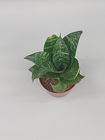 Сансевиерия Тайгер Стар