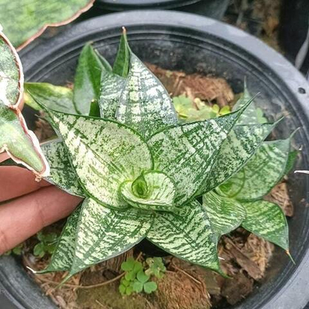 Сансевиерия EHRENDEL