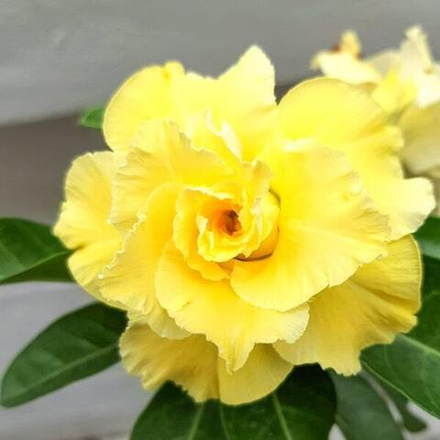 Адениум обесум THANWA