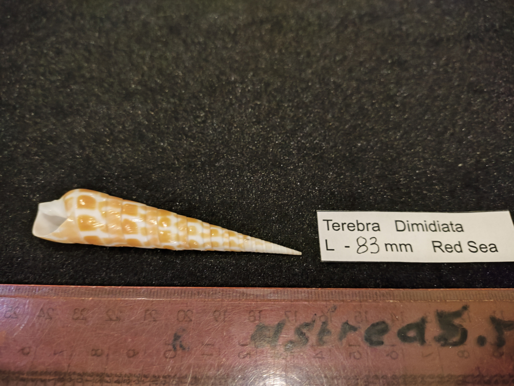 Теребра Димидиата