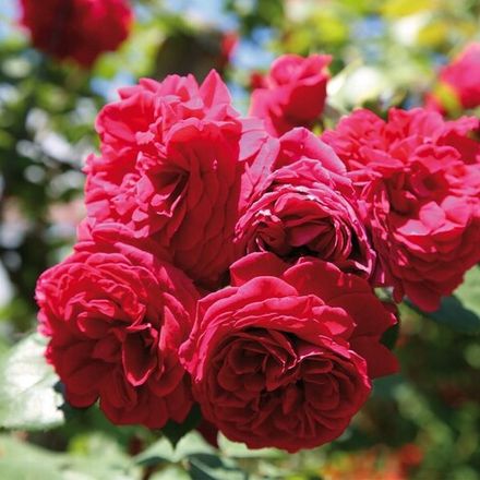 Тесс Оф Зе Дэ Урбервиллес (Tess Of The D'urbervilles)