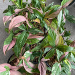 Сингониум RED SPOT TRICILOR