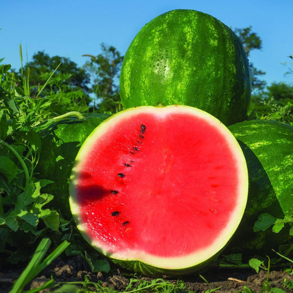 ЮЛИЯ F1 семена арбуза (Nunhems | Alexagro) – фото 3