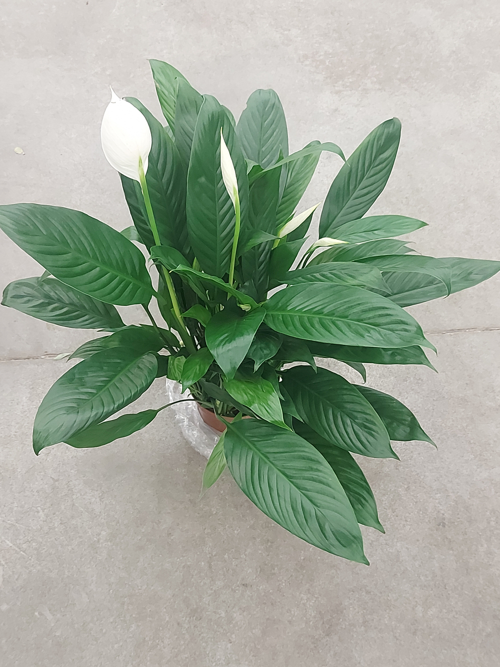 Спатифиллум Файн Вайн 14/55