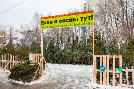 Рекламный баннер "Елки и сосны"