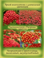 Тысячелистник Паприка многолетний