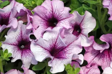 S6053 Петуния кустовая Grandiflora DADDY® SUGAR 100 шт.