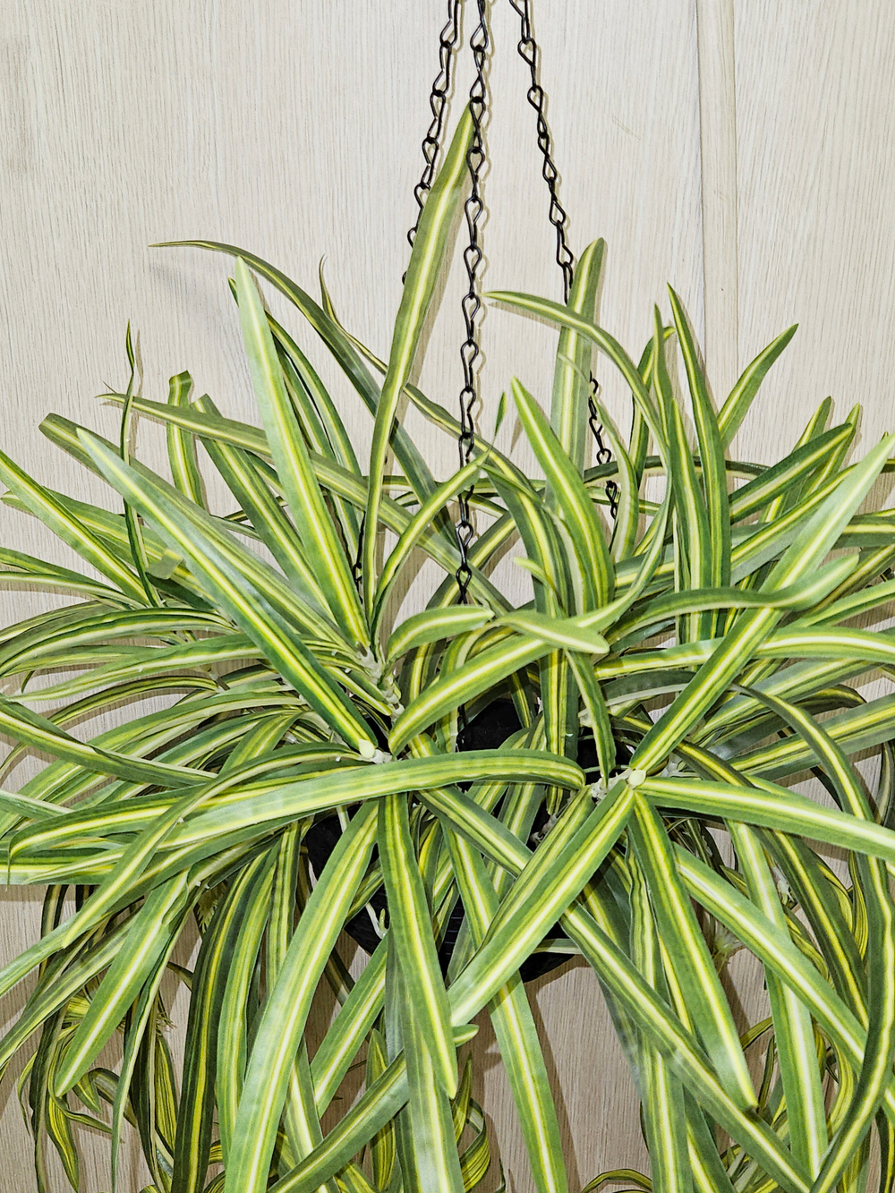 Искусственное растение Хлорофитум в подвесном темном кашпо