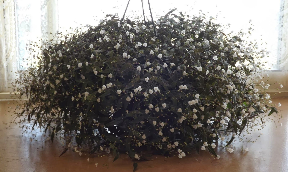 Традесканция Приречная фата невесты