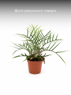 Филодендрон Christmas tree д.12