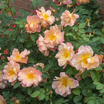 Файтинг Темэрей (Fighting Temeraire)