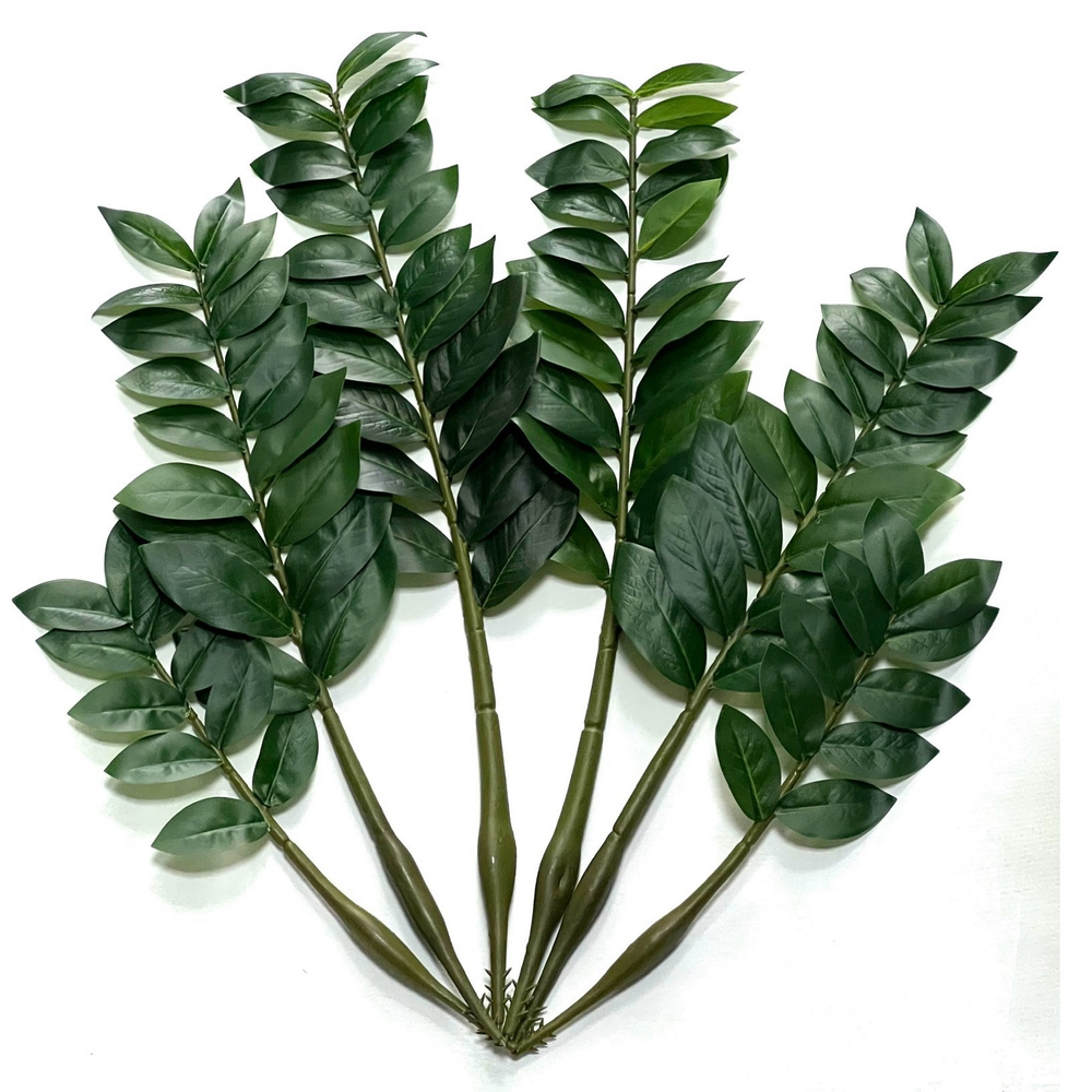 Замиокулькас ветки