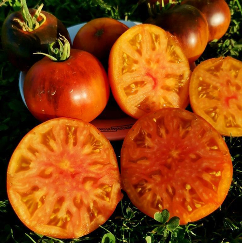 Помидоры Голубой Ананас - Ananas Bleu Tomato