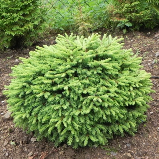 Ель Нидиформис Р9 10-15 см*10-15 см Закупка М49 весна 2026