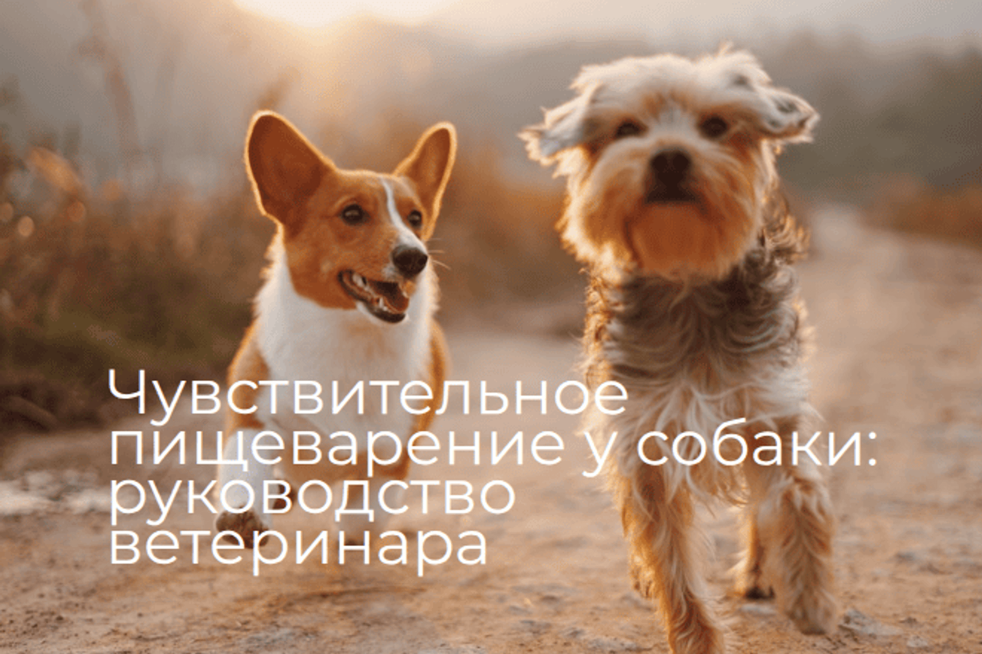 Чувствительное пищеварение у собаки: как выбрать корм - экспертное руководство ветеринара