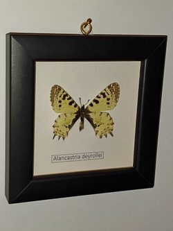 Бабочка Alancastria deyrollei в рамке