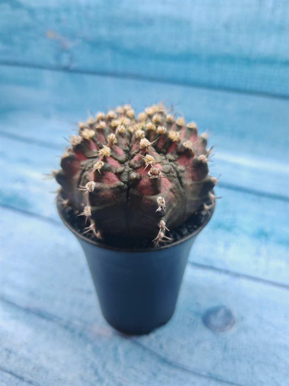 Gymnocalycium T-Rex Pink hybride (Гимнокалициум T-rex)
