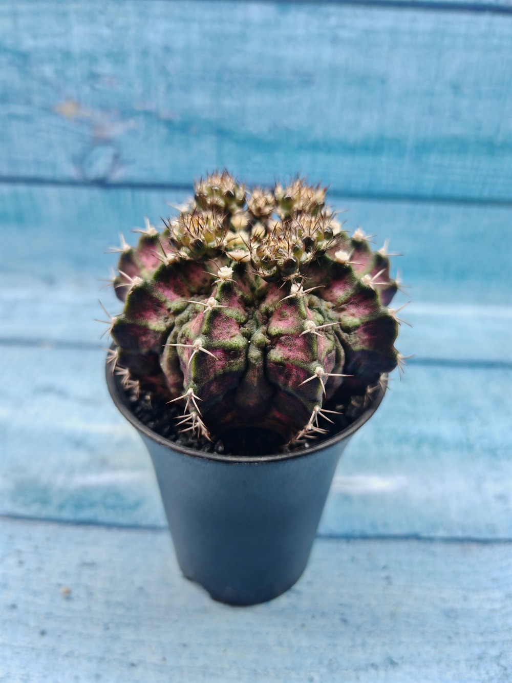 Gymnocalycium T-Rex Pink hybrid (Гимнокалициум T-rex)