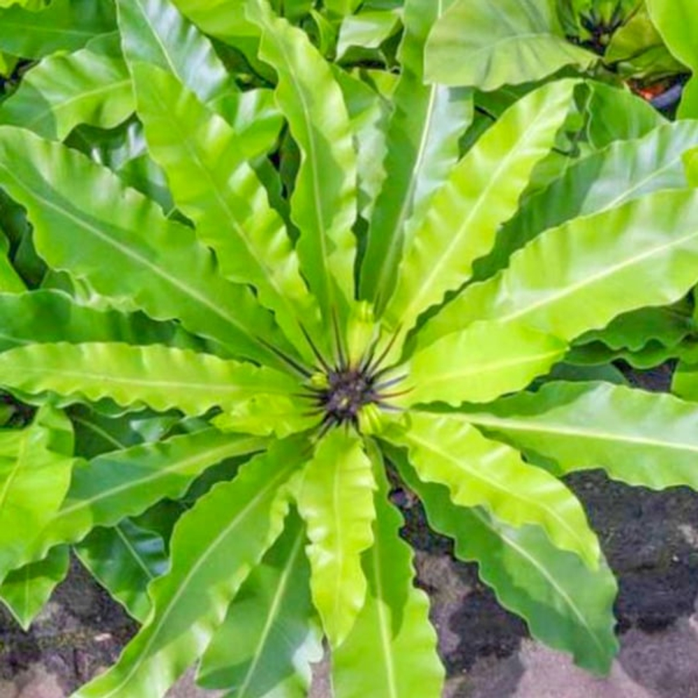 Асплениум BIRD'S NEST