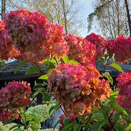 Гортензия метельчатая Краса Лесково