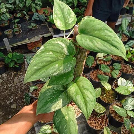 Сциндапсус SILVER KNIGHT