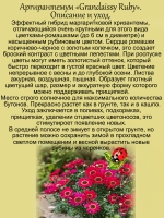 Аргирантемум Грандиозный рубин Грандэйзи Руби