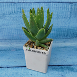 Aloe Brevifolia (Алоэ)