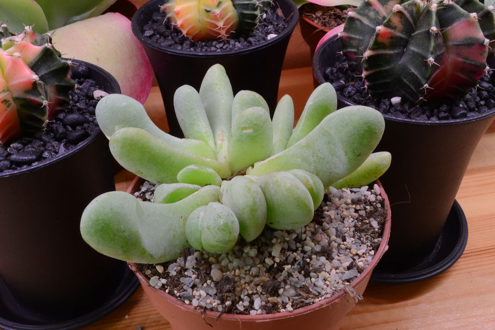 Glottiphyllum nelii (Глотифиллум Нелли) (SCT28497)