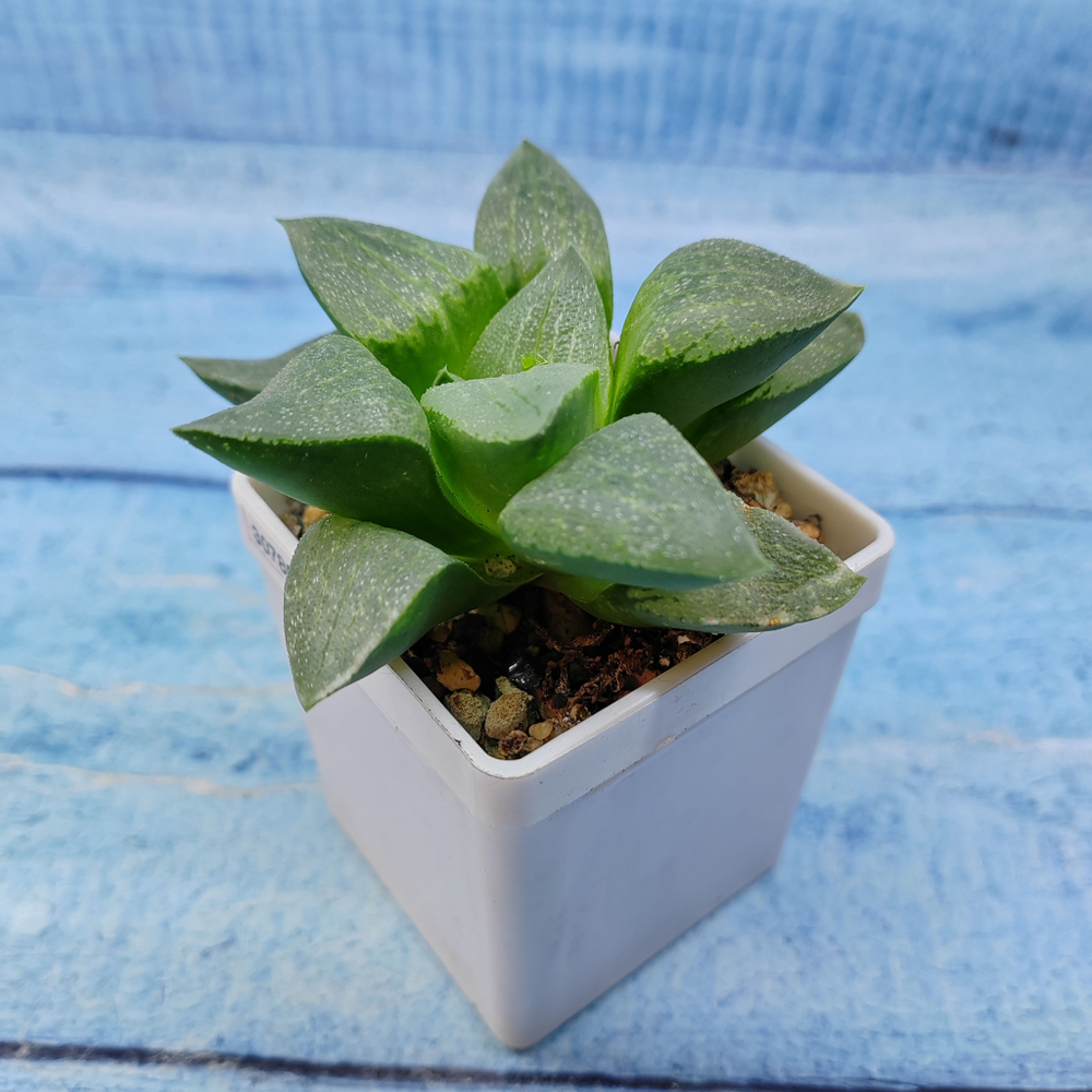 Haworthia Comptoniana Hybride hybrid (Хавортия)