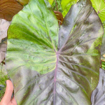 Колоказия PINK SHADOW