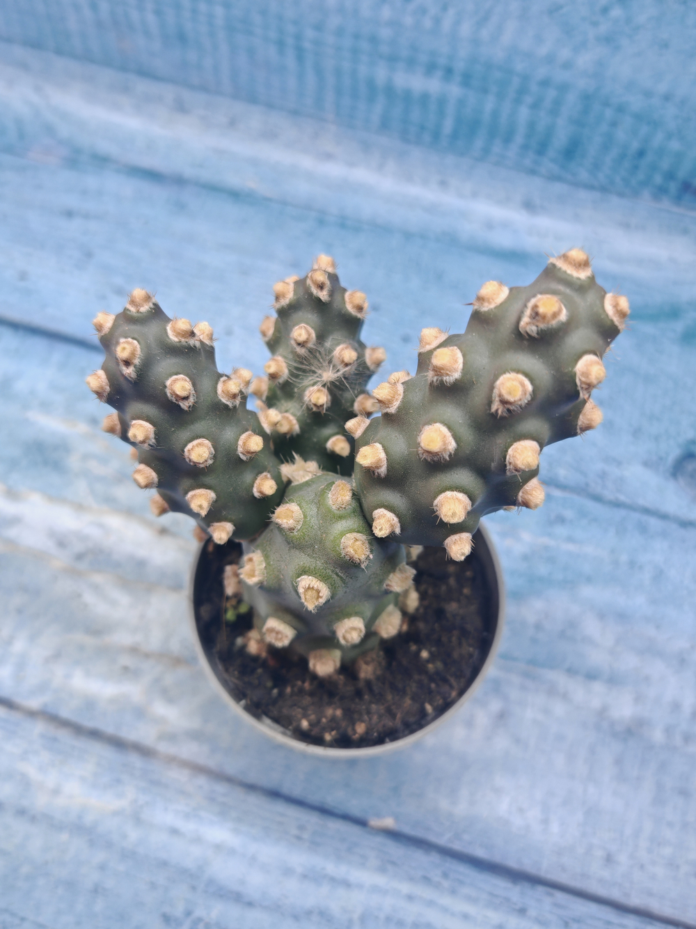 Tephrocactus Molinensis (Тефрокактус)