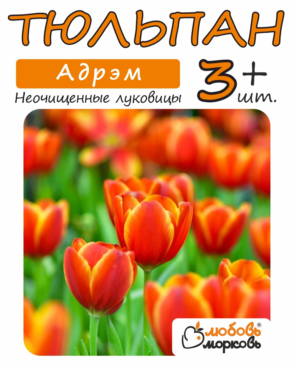 Тюльпан, Луковицы Адрэм 3+ шт