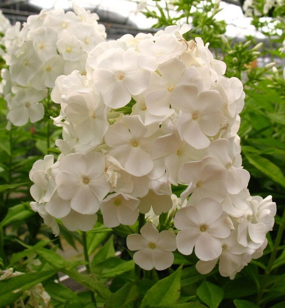 Флокс Давид