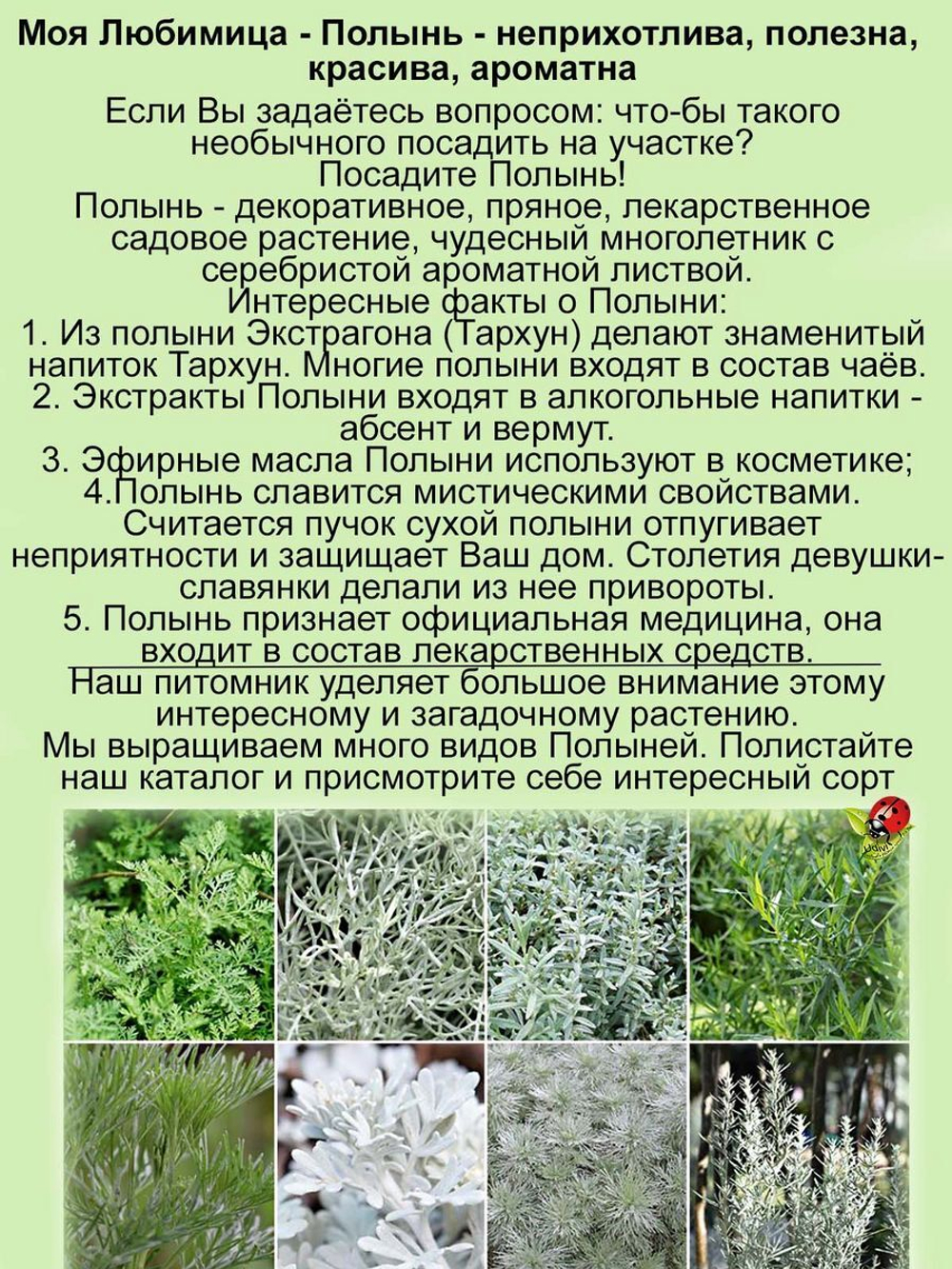 Полынь лимонная лечебная многолетняя