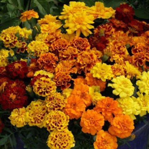 Бархатцы отклоненные Алюмиа Микс