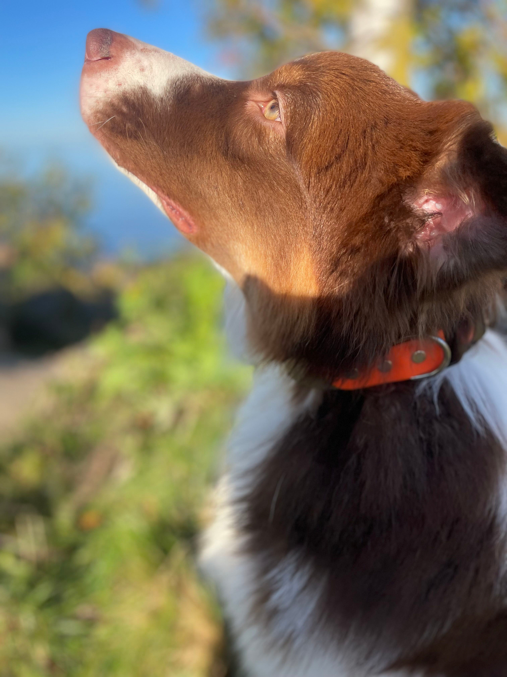 Ошейник для собак из Биотана , 25 мм , 30-40 см. Хаки /оранжевый. Ромб. Yki too