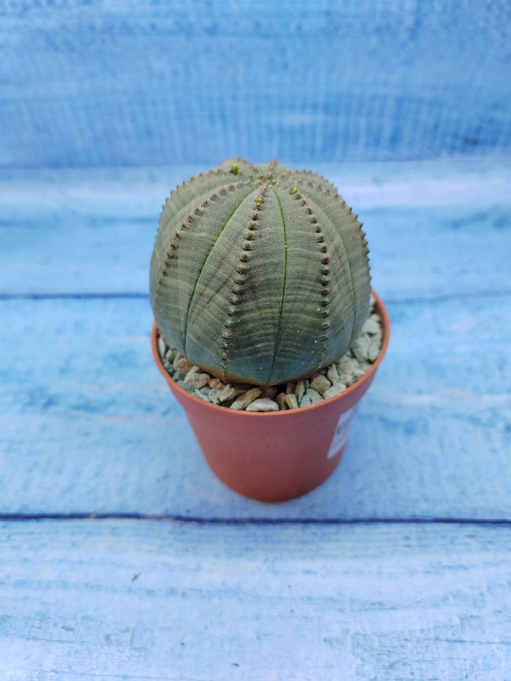 Euphorbia Obesa (Эуфорбия)