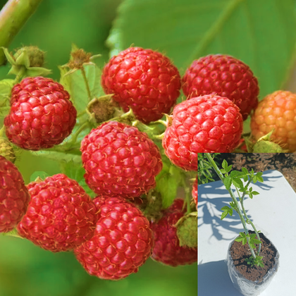 Малина ремонтантная  Квелли, саженец с ЗКС 1шт.