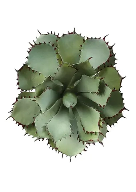 Агава кичиокан