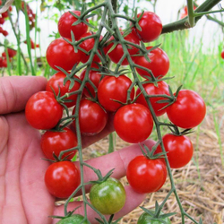 Помидоры Мёд Из Мексики - Tomato Miel du Mexique