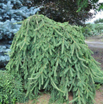 Ель обыкновенная Инверса Премиум С90 100-120