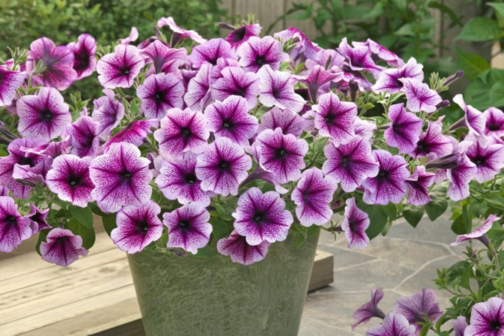 Петуния ампельная Опера Парпл Вейн F1 (50др) Витагрин Профи