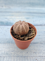 Euphoria Obesa (Эуфорбия)