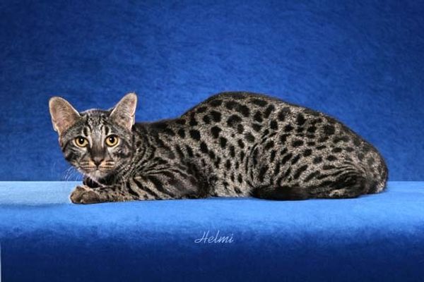 У кошки ВИК или кошачий иммунодефицит
