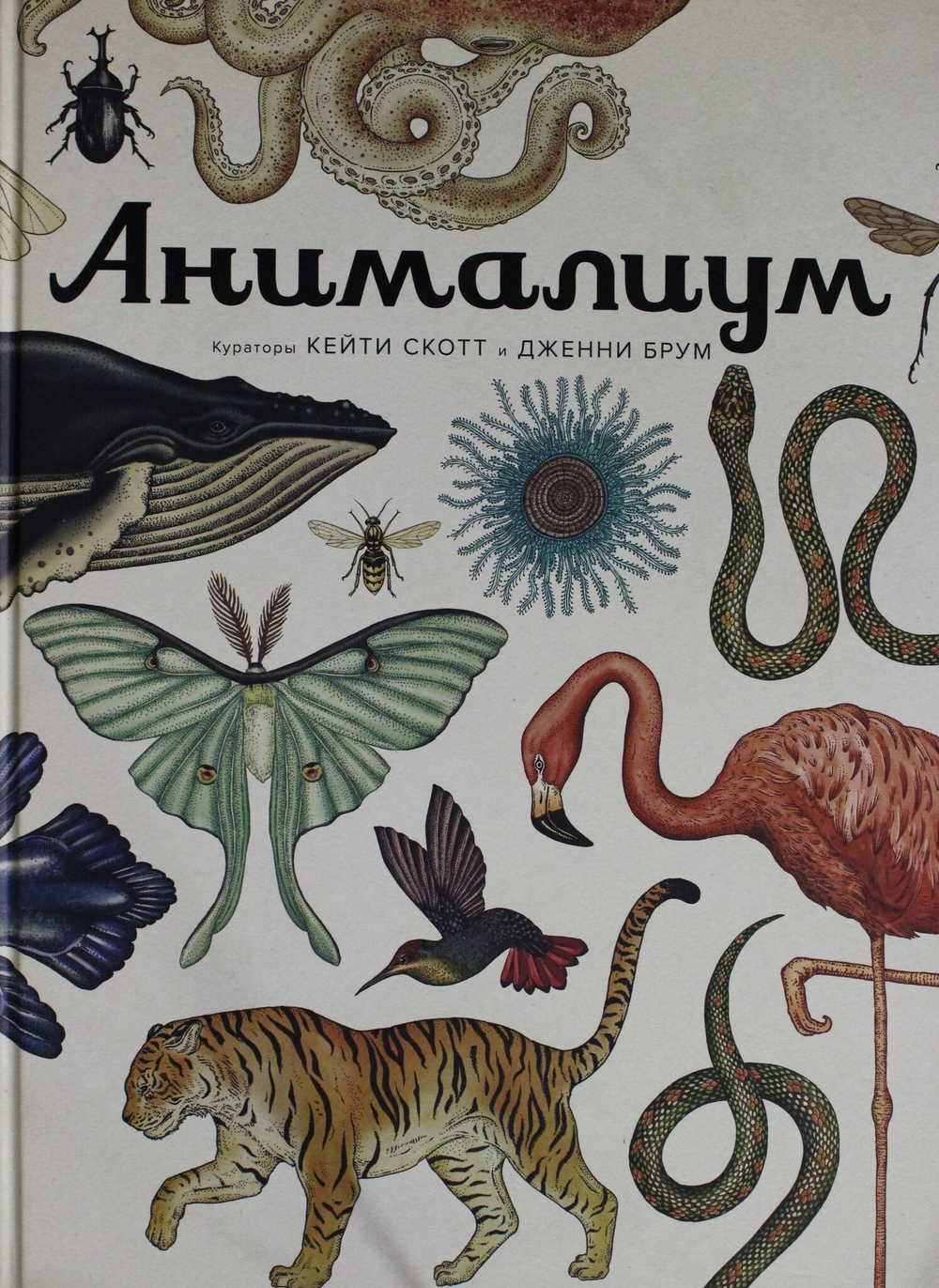 Анималиум Энциклопедии