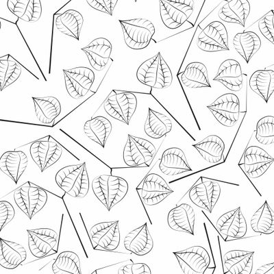 Физалис на белом