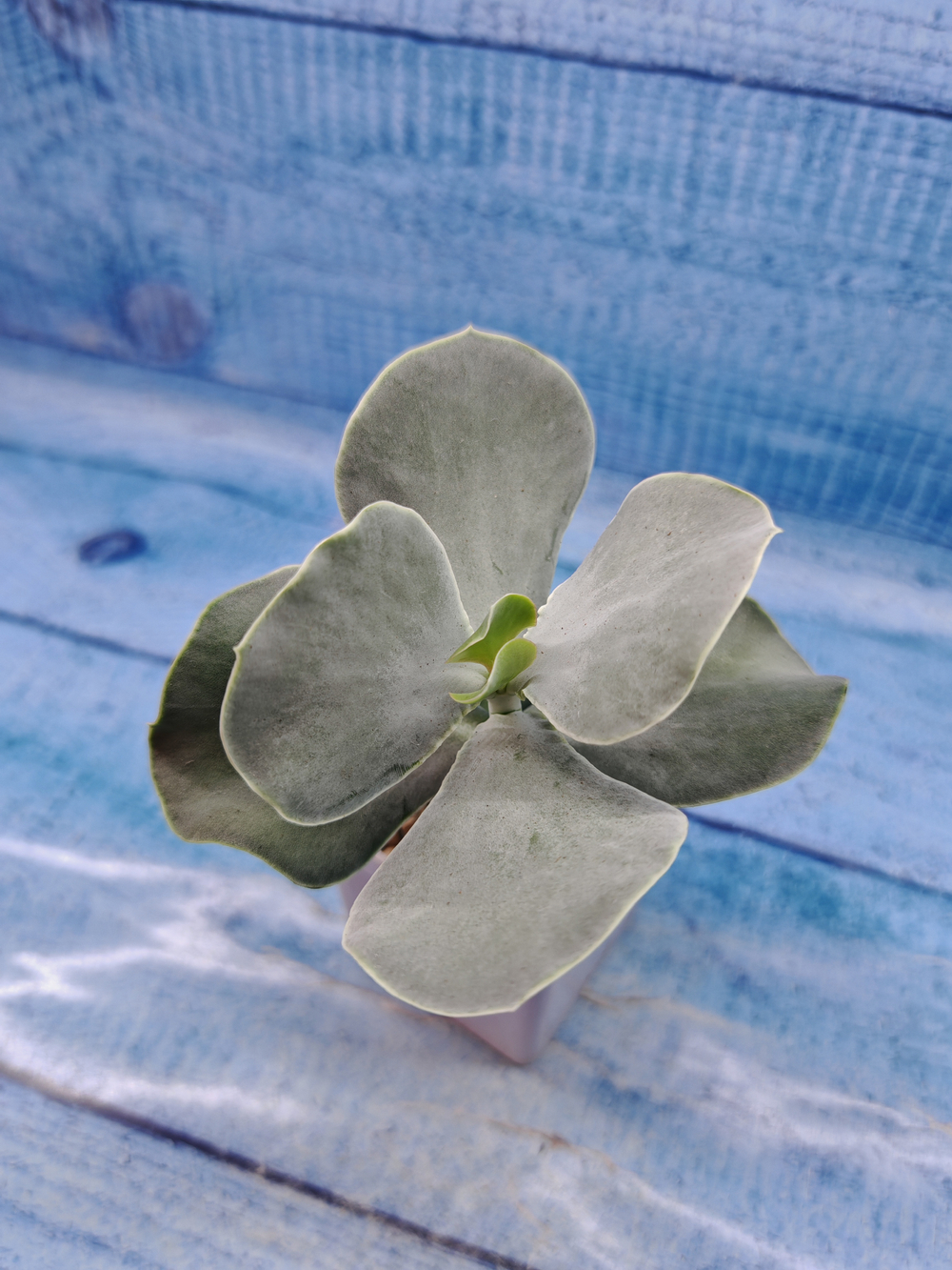 Cotyledon Orbiculata (Котиледон)