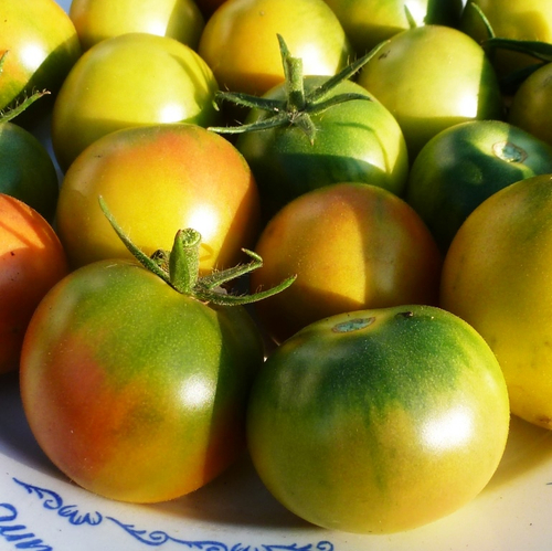 Помидоры Cerise Verte - Французские Зелёные Черри