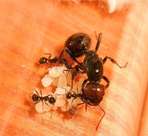 Harvester Ants Messor barbarus (Burgundsko)