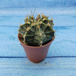 Gymnocalycium Friedrichii (Гимнокалициум)
